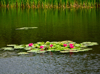 grzybienie na stawie, Grzybienie znane też jako nenufary lub lilie wodne, Nymphaea,  aquatic plants, water lilies © kateej