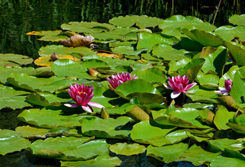 grzybienie na stawie, Grzybienie znane też jako nenufary lub lilie wodne, Nymphaea,  aquatic plants, water lilies © kateej