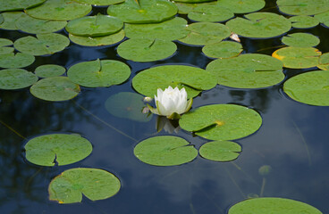 grzybienie na stawie, Grzybienie białe znane też jako nenufary lub lilie wodne, Nymphaea alba,  aquatic plants, water lilies © kateej
