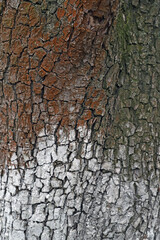 tree bark background texture. whitewashed pear tree trunk