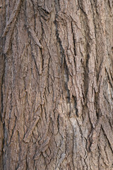 Texture of tree bark, large trunk.