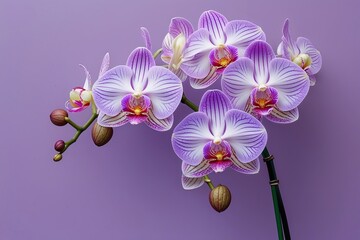 Naklejka premium Fresh Blooming Orchids on Pastel Lavender Background