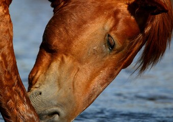 Wild Horse in the River 