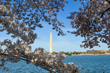 Washington Monument through cherry blossoms in washington dc
