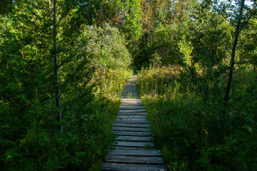 Fototapeta premium A scenic wooden boardwalk trail surrounded by vibrant greenery and forest plants, leading into a calm and peaceful wilderness environment, evoking a sense of exploration and tranquility.