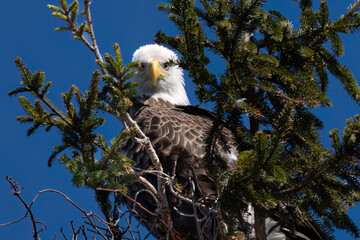 american bald eagle