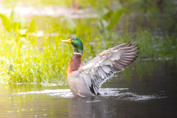 Duck