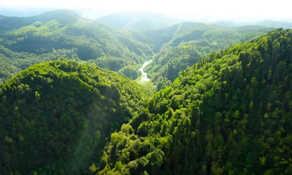 Aerial view of beautiful green forest nature splendor lush vibrant landscape serene beauty verdant area. Aerial perspective of stunning green forest capturing essence of natural beauty aerial view.