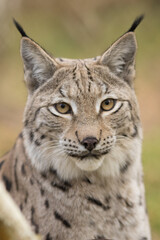 portrait of a lynx, wild cat, lynx lynx, eurasian, photo, high quality, closeup