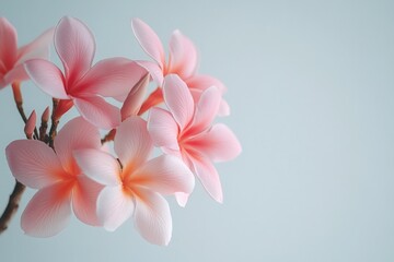 Naklejka premium Vibrant blooming flower branch with soft pink petals and vivid yellow stamens, set against a light blue background.