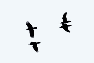 Group of raven birds isolated on white. Freeze scene. Northern raven. Black birds. Corvus corax.