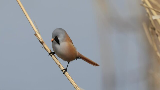 Bearded Reedling bird on the branch
