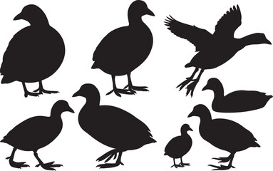 American Coot Silhouette