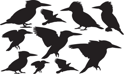 Belted Kingfisher Silhouette