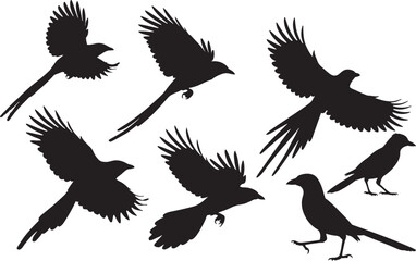 Black-throated Magpie-Jay Silhouette

