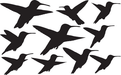 Broad-billed Hummingbird Silhouette
