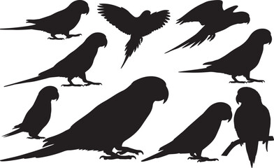 Alexandrine Parakeet Silhouette