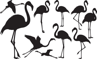 American Flamingo Silhouette
