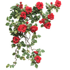 A Lush Climbing Rose Vine with Deep Red Flowers Isolated on Transparent Background