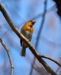 Robin singing on tree branch.........