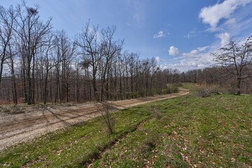 Fototapeta premium Forest road on early spring day.........