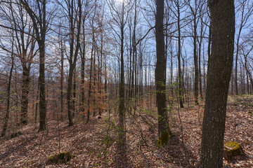 Naklejka premium Sunlight through early spring forest.........