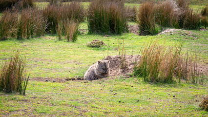 wombat