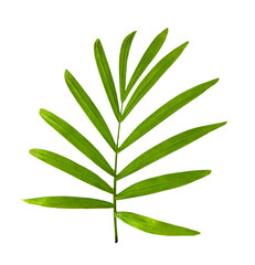 Howea palm tree leaf isolated on white background. Green leaves of palm tree isolated on transparent background with clipping path.