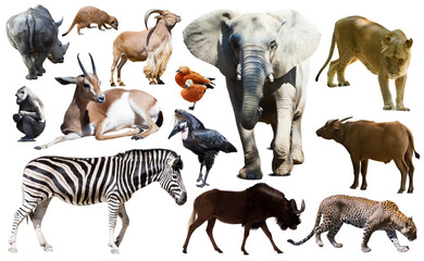 Collage with African mammals and birds isolated over white background