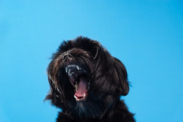 Close-up portrait of a small black furry dog ​​opening its mouth. Isolated on blue background.