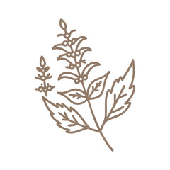 Calamint Herb Line Art Illustration