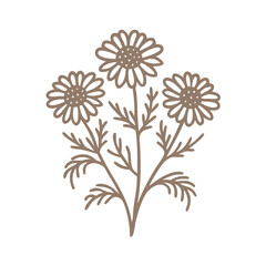 Chamomile Flower Line Art Illustration