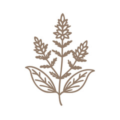 Rhinanthus Minor Minimalist Line Art Illustration