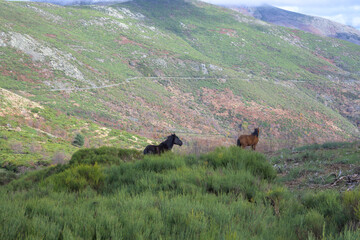Wild horses roaming free among gorse in the mountainous area of ​​northern Extremadura