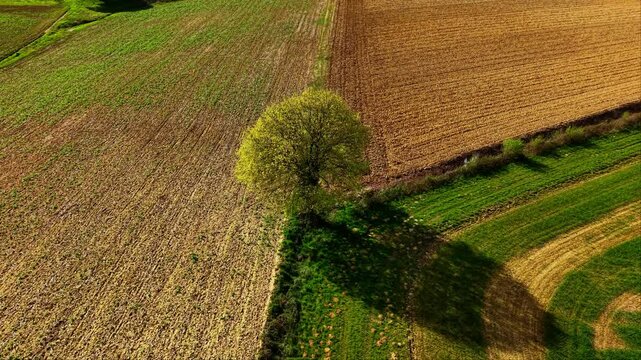 Cercle autour d'un arbre