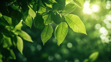 Obraz premium Green leaves and sunlight create a refreshing natural scene