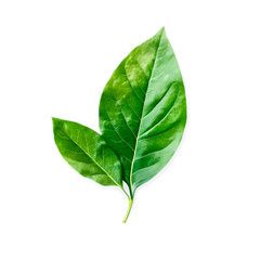 Lush Green Leaves Nature Spring Growth,