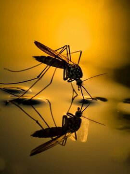 Vertical video ,Silhouette of Mosquito Drinking Water from Stagnant Pond at Sunset &ndash; Slow Motion with Reflective Effect, Highlighting Dengue Risk