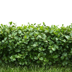 Dense Boxwood Hedge with Rounded Green Leaves Isolated on Transparent Background