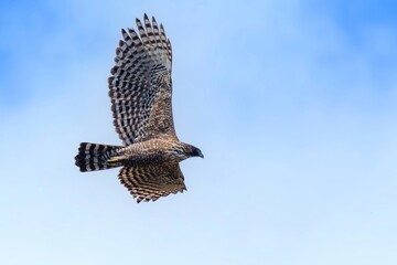 青空バックに悠然と飛ぶクマタカ成鳥