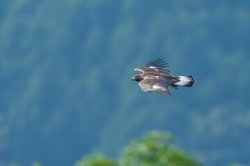 青い山並みをバックに颯爽と飛ぶイヌワシ幼鳥