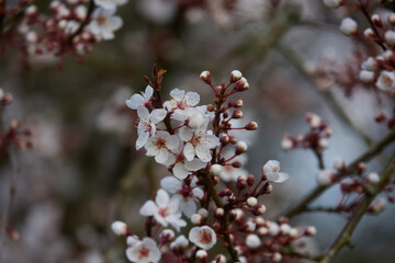Blossoms of Early Spring Cherry blossoms against a blue sky


