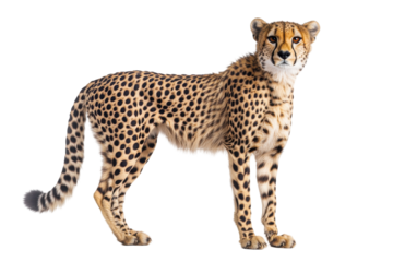 Cheetah standing gracefully on a transparent background, showcasing its spotted coat and elegant posture during a calm moment in its habitat