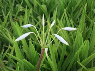white tropical flower closed
