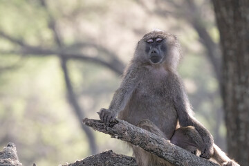 Baboon