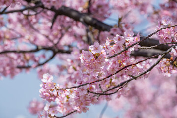 日の光を浴びる満開の河津桜