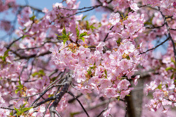 青空に映える満開の桜