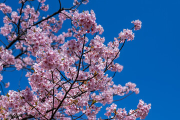 春の青空に映える満開の桜