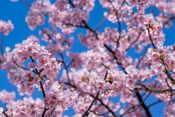 青空に映える満開の桜