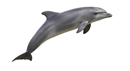 Naklejka premium A graceful dolphin leaps from the ocean's embrace, a moment of playful freedom against a bright, clear sky.